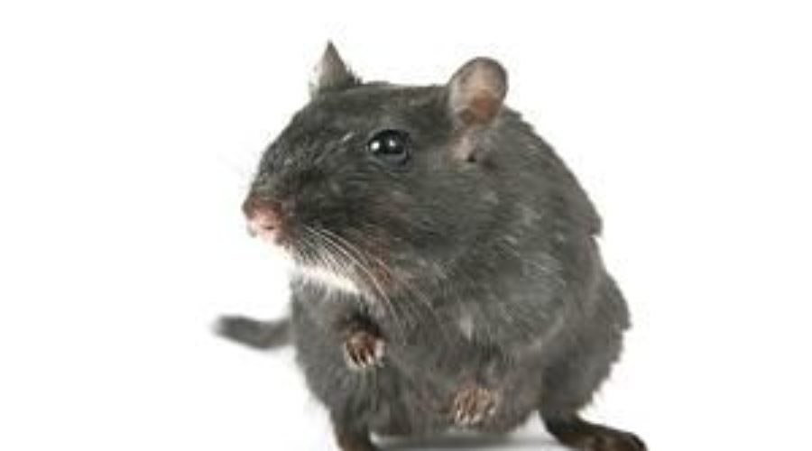 JOURNEY OF A RODENT: WHY SOME AREAS HAVE MORE RATS