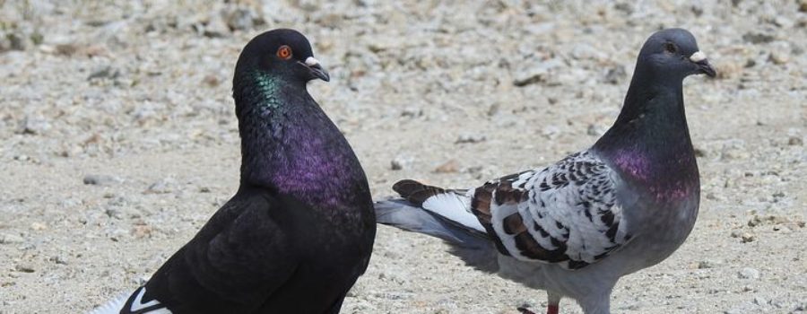 PIGEONS ARE A PEST: THEY CAUSE DISEASE AND DAMAGE
