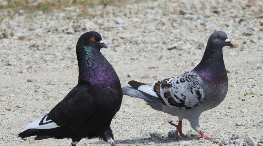 PIGEONS ARE A PEST: THEY CAUSE DISEASE AND DAMAGE