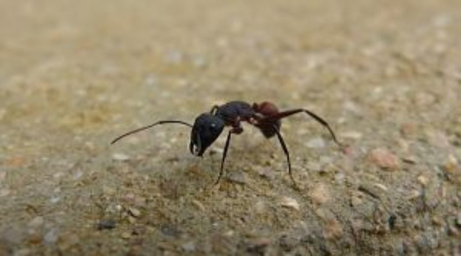 WHAT YOU NEED TO KNOW ABOUT ANTS IN YOUR HOUSE