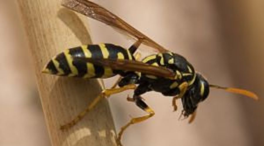 YELLOW JACKETS ARE RESPONSIBLE FOR OVER 90% OF “BEE STINGS” IN COLORADO