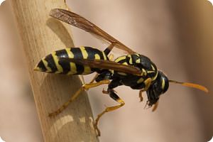 YELLOW JACKETS ARE RESPONSIBLE FOR OVER 90% OF “BEE STINGS” IN COLORADO