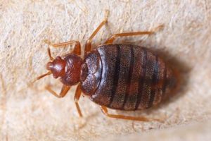 ARE YOU INFESTED WITH BED BUGS? MAYBE? YES?…HOW TO KNOW AND WHAT TO DO!