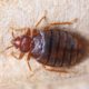 ARE YOU INFESTED WITH BED BUGS? MAYBE? YES?…HOW TO KNOW AND WHAT TO DO!