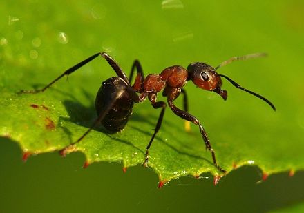 Ant - Rocky Mountain BPS