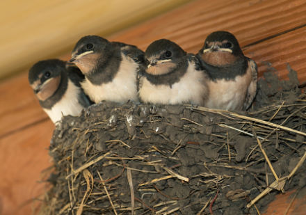 Barn Swallow Rocky Mountain Bps