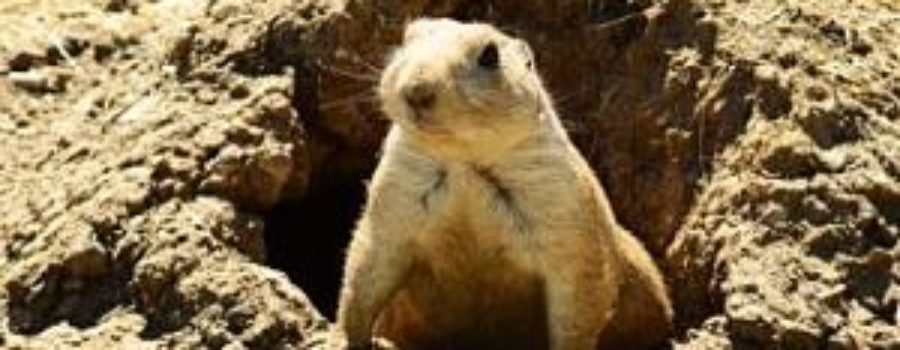 are prairie dogs invasive