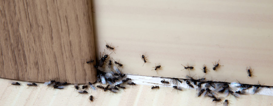 HOW TO GET RID OF ANTS