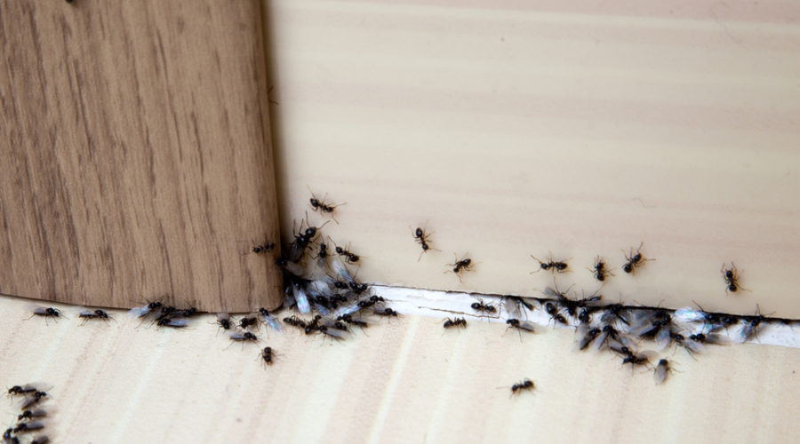 HOW TO GET RID OF ANTS