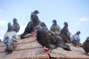 Pigeons on roof