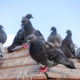 HOW TO GET RID OF PIGEONS ON THE ROOF