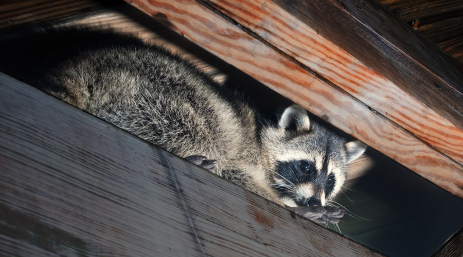 Raccoon in attic