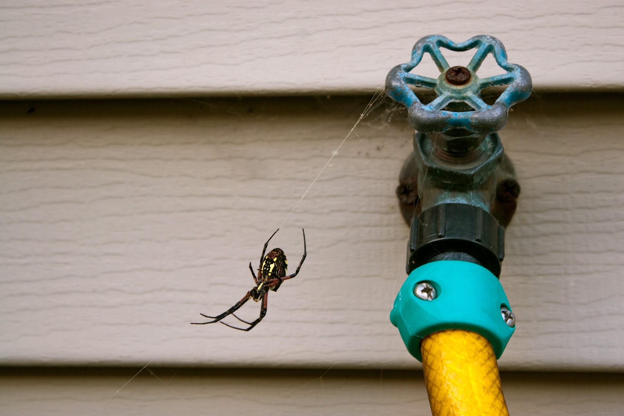 Black and yellow orb weaver spider hanging out in its web by a water spicket.