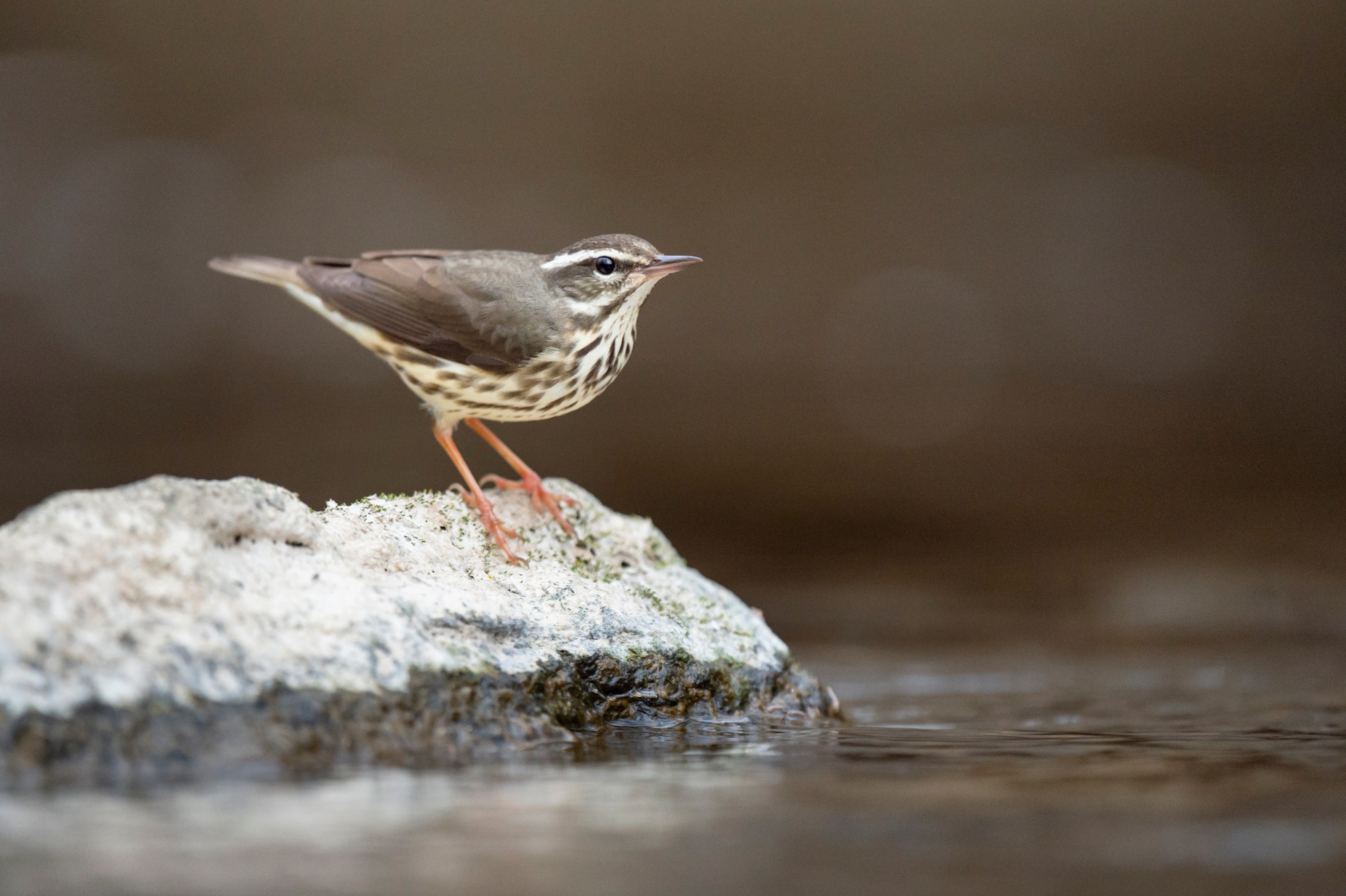 Perched on a large boulder in the water as it searches for small insects
