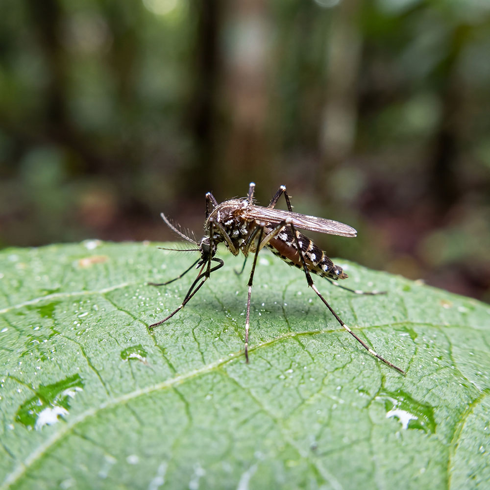 Close-up of a mosquito perched on a green leaf, showcasing its detailed anatomy and surrounding droplets, highlighting its habitat in a forest.