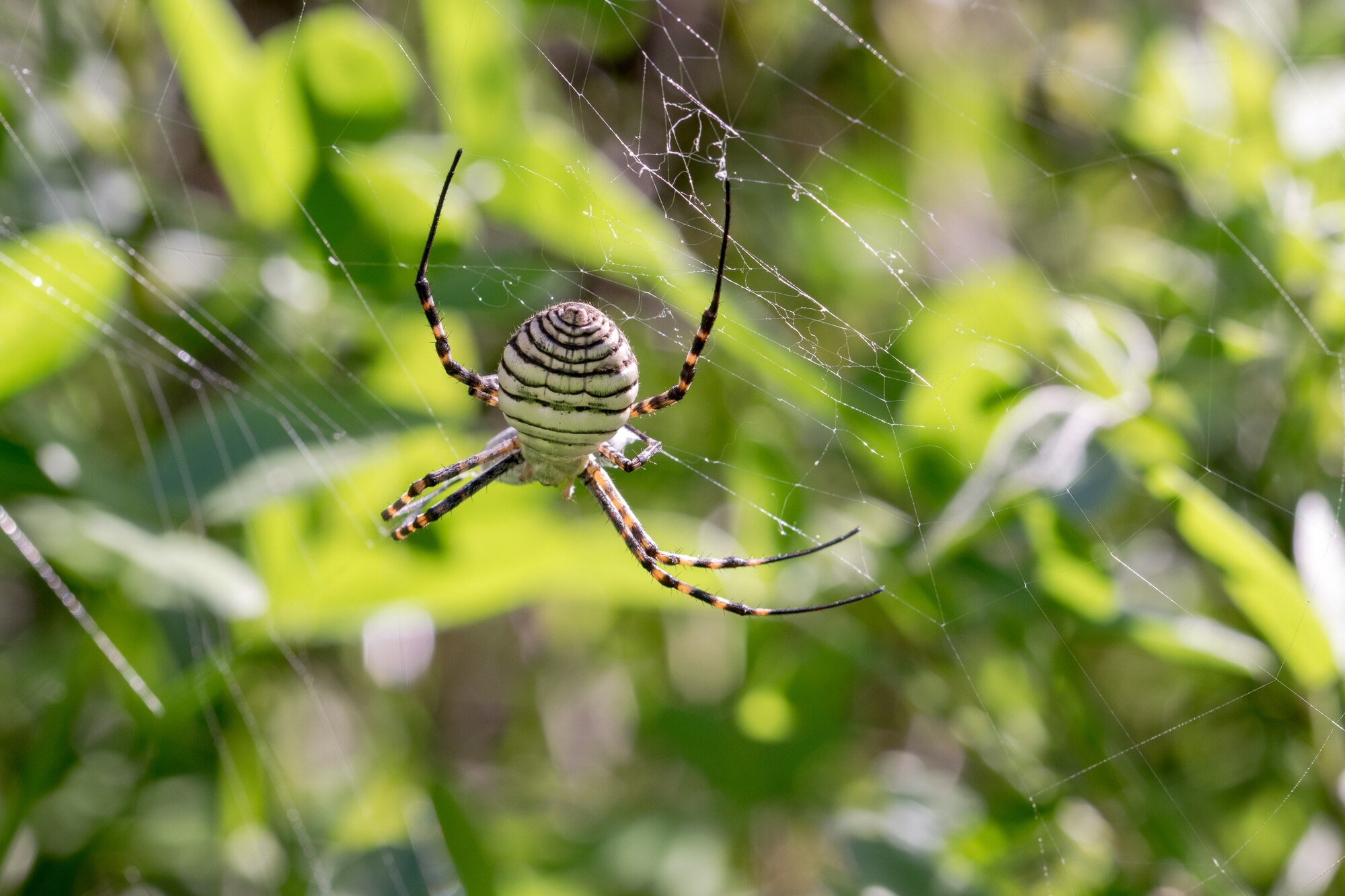 A striped spider hangs in its web, surrounded by vibrant green foliage, illustrating its role in the ecosystem as a predator and silk producer.
