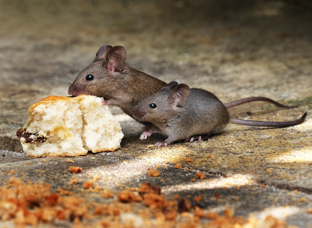 Two small mice nibble on a piece of bread on a stone surface, highlighting their natural behavior and foraging instincts.