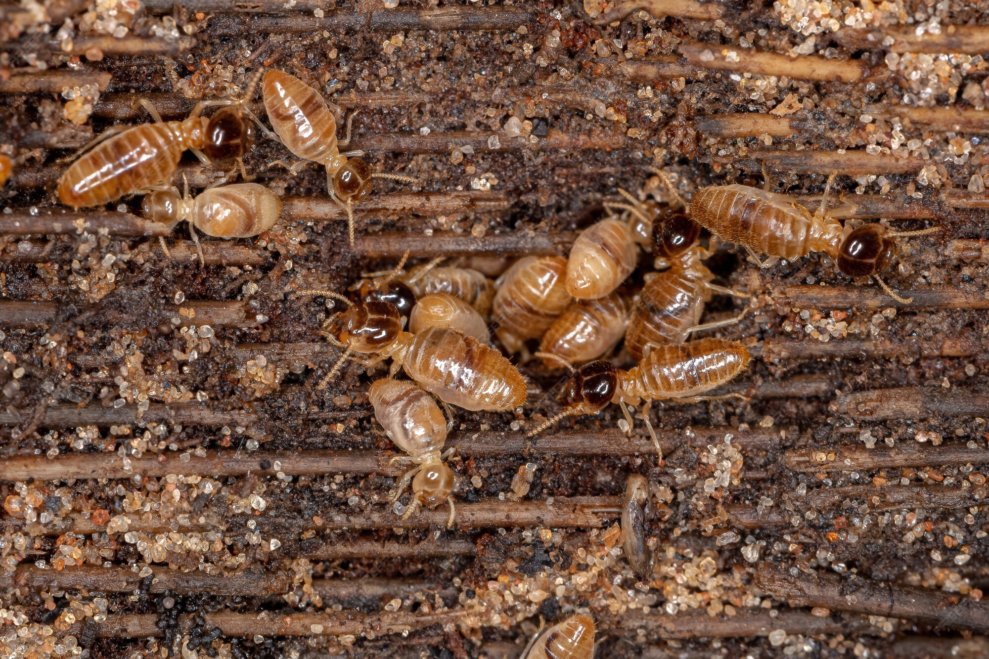 Termites