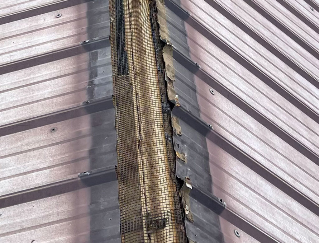 Bat Exclusion After Screening Ridgevent