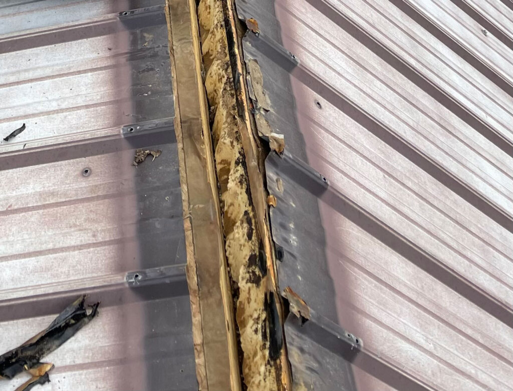 Bat Exclusion Before Screening Ridgevent