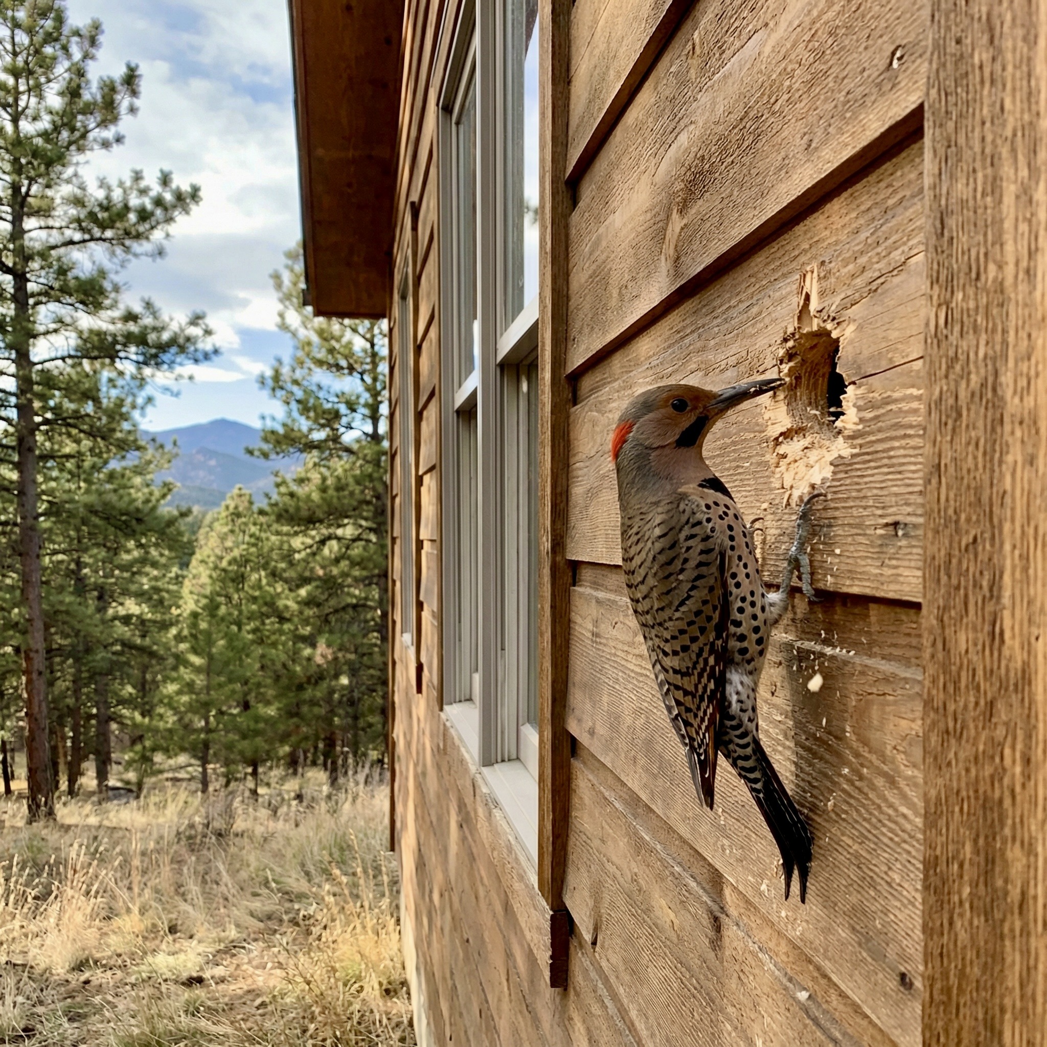 https://rockymountainbps.com/wp-content/uploads/2026/03/Flicker_Woodpecker_pecking_hole_RMBPS-2.jpg