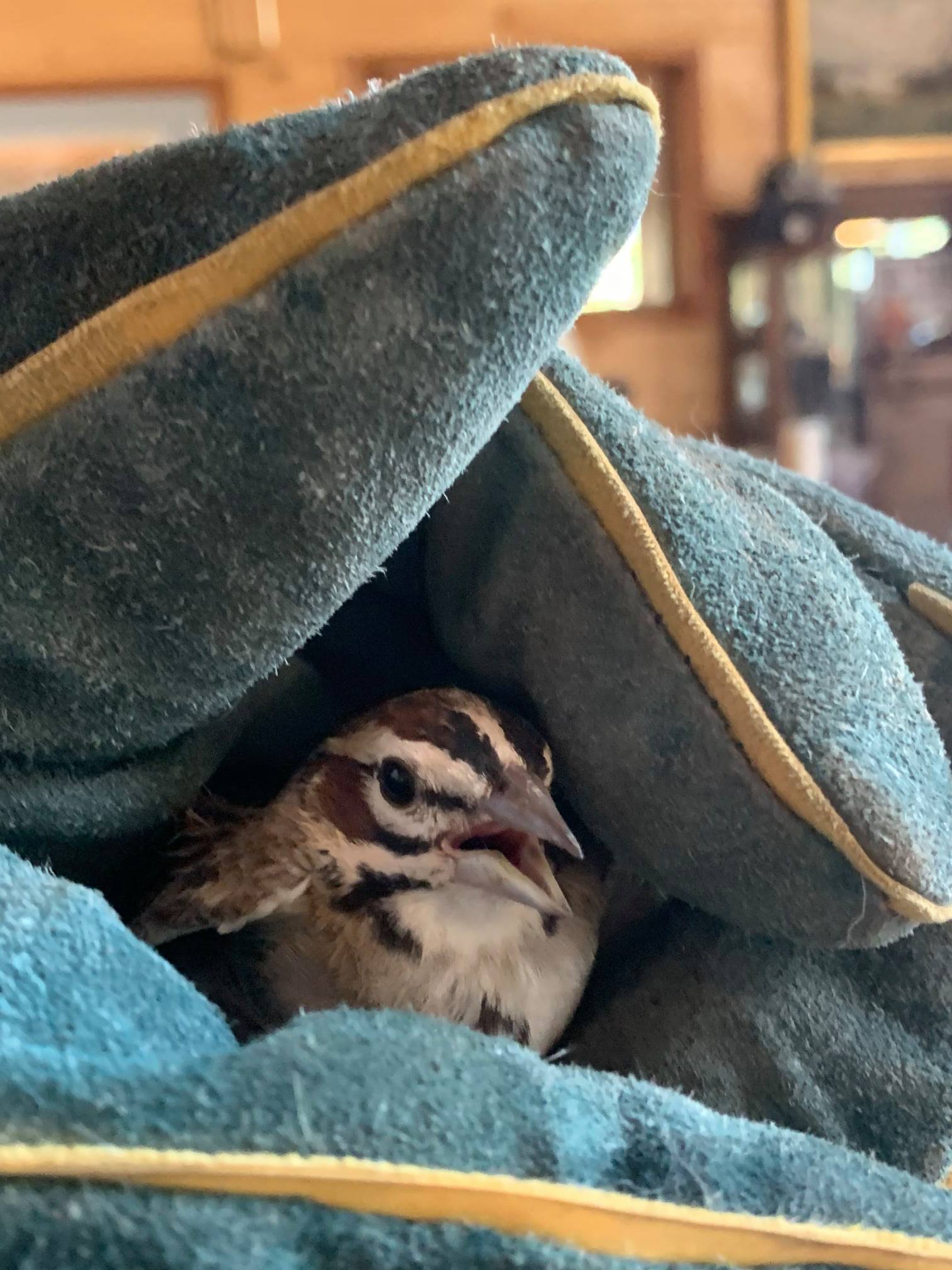 RMBPS Bird Rescued